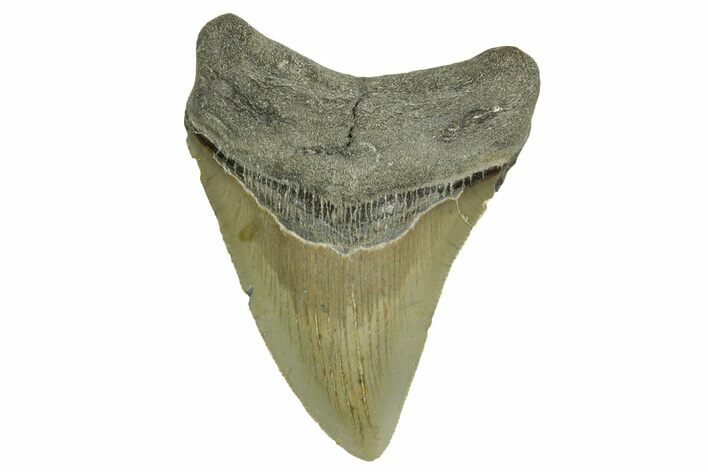 Serrated, Fossil Megalodon Tooth - North Carolina #371502